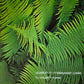 EDGAR FROESE - Ypsilon In Malaysian Pale