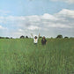 CROSBY & NASH - The Best Of David Crosby And Graham Nash