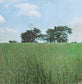 CROSBY & NASH - The Best Of David Crosby And Graham Nash