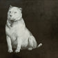 PAVLOV'S DOG - At The Sound Of The Bell