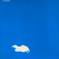 THE PLASTIC ONO BAND - Live Peace In Toronto 1969